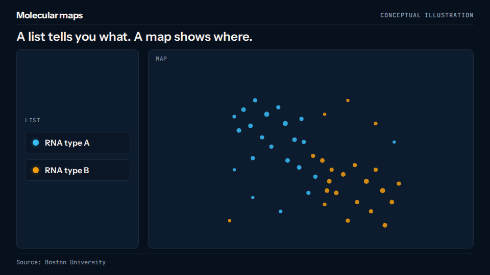Molecular maps newsletter composition: A list identifies two illustrative RNA types; a map adds their positions. The dots stay fixed while a region is highlighted, introducing the idea of looking for spatial patterns without presenting invented measurements.